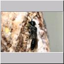 Pemphredon sp Grabwespe 13b 10mm beim Blattlauseintrag.jpg